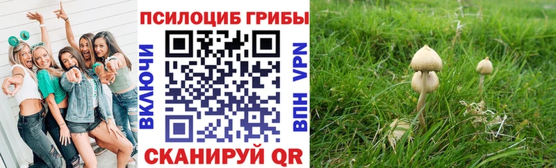 Псилоцибиновые грибы Cubensis  Тара 